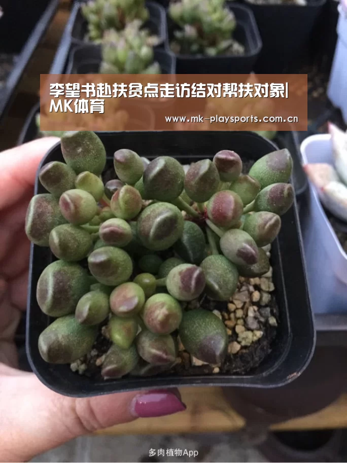 李望书赴扶贫点走访结对帮扶对象|MK体育(图1) MK体育下载